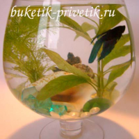 Мини аквариум с рыбкой
