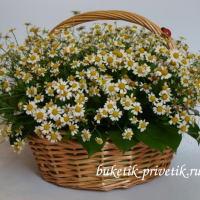 Корзина с цветами